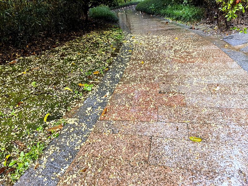 秋雨思周末长沙团聚