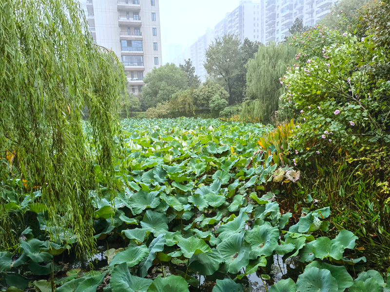 秋雨思周末长沙团聚