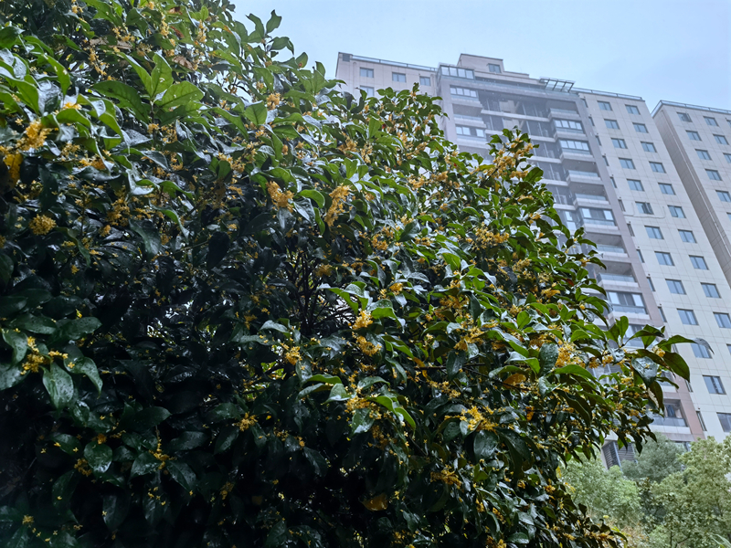 秋雨思周末长沙团聚