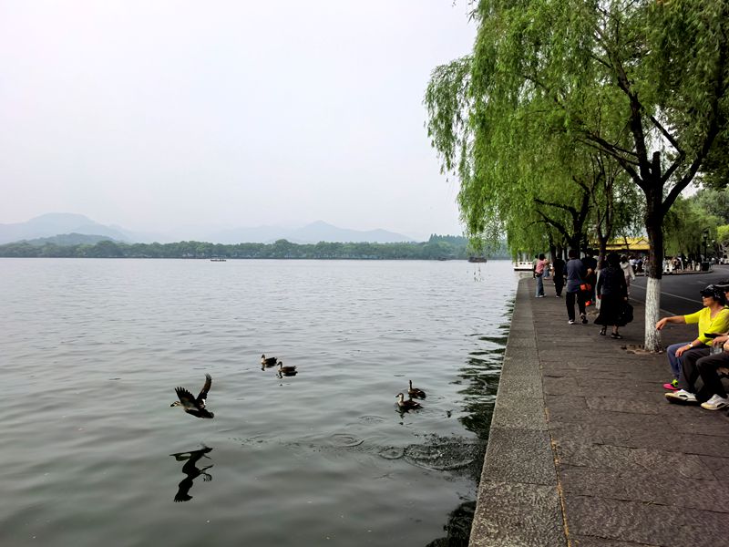 春季健步行——白堤