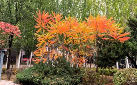 七律 · 重阳后湖上思亲