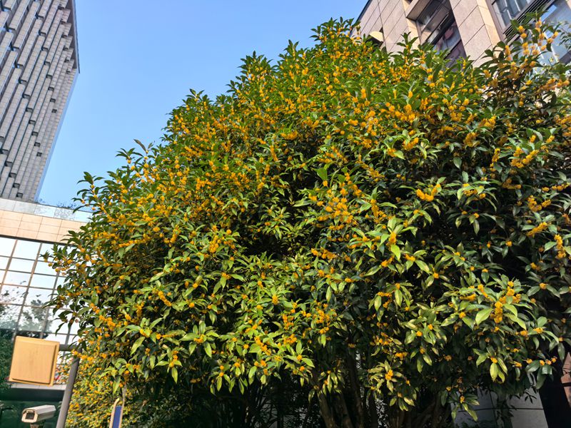 水调歌头 • 丙午重阳寄怀兼和家君