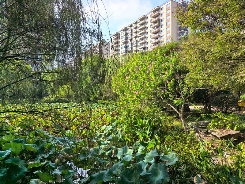 水调歌头 • 丙午重阳寄怀兼和家君